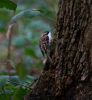 tree-creeper3.jpg