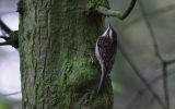 tree-creeper4.jpg