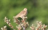 tree-pipit.jpg