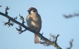 tree-sparrow.jpg