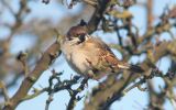 tree-sparrow2.jpg