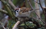 tree-sparrow4.jpg