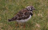 turnstone~0.jpg