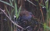 water-rail.jpg