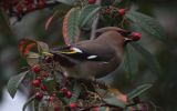 waxwing3.jpg