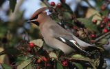 waxwing4.jpg