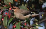 waxwing5.jpg