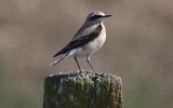 wheatear5.jpg