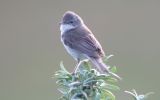 whitethroat.jpg