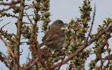 whitethroat2.jpg