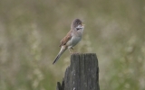 whitethroat4.jpg