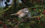 whitethroat5.jpg