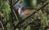 whitethroat~0.jpg