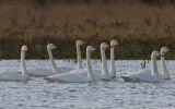 whooper-swans.jpg