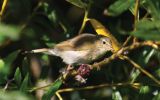 willow-warbler.jpg