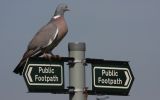 wood-pigeon.jpg