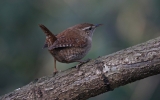 wren~1.jpg