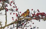 yellowhammer.jpg