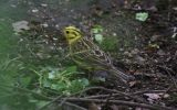 yellowhammer1.jpg