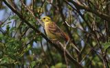 yellowhammer2.jpg