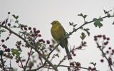 yellowhammer~0.jpg