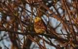 yellowhammer~1.jpg