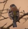 2chaffinch.jpg