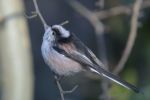 2longtailtit.JPG