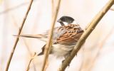 MALEREEDBUNTING.jpg