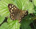 SPECKLEDWOOD2.jpg