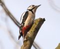 WOODPECKER.JPG