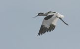 avocet19.jpg