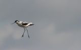 avocet3.jpg