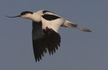 avocet_copy.jpg