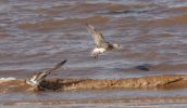 bar_tailed_godwit.jpg