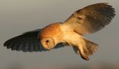 barn_owl3.jpg