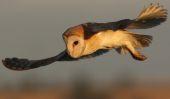 barn_owl5~0.jpg