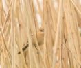 beardedtit2.jpg