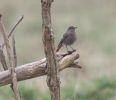 black-redstart.jpg