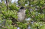 blackcap.jpg