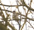 blackcap1.jpg