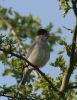 blackcap11.jpg