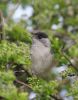 blackcap4.jpg