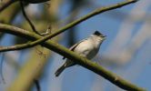 blackcap5.jpg