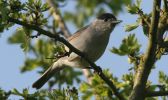 blackcap6.jpg