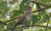 blackcap_female.jpg