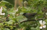 blackcap~0.jpg