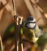 blue-tit.jpg