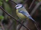 bluetit.jpg