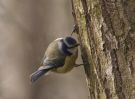 bluetit1.jpg